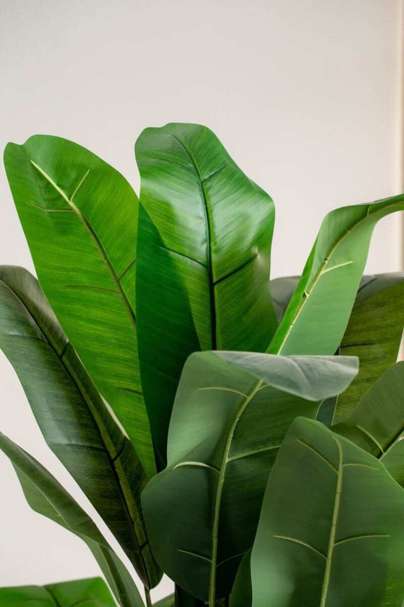 Musa Basjooificial Plant (Pot not included) Homekode