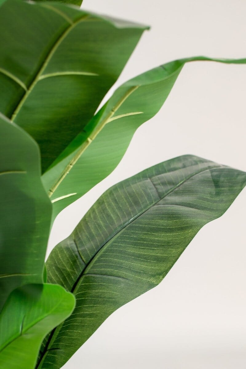 Musa Basjooificial Plant (Pot not included) Homekode