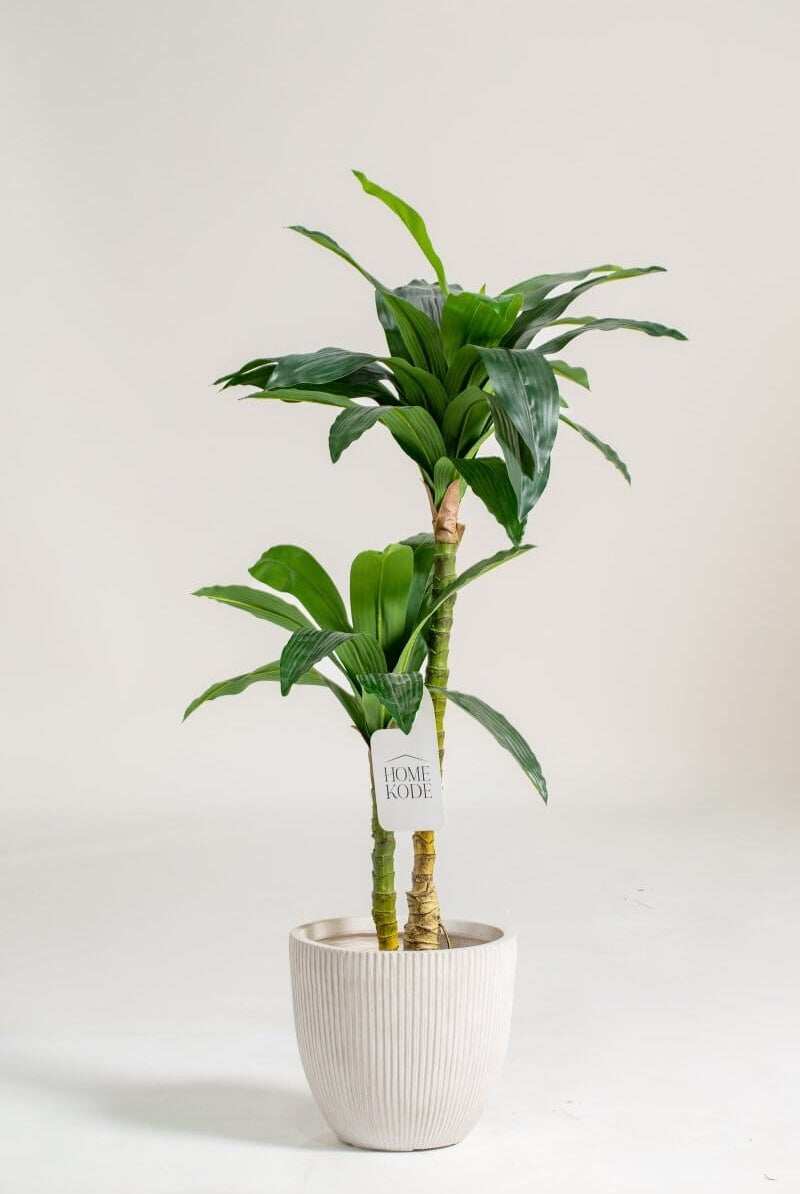 Dracaena Fragransificial Plant (Pot not included) Homekode