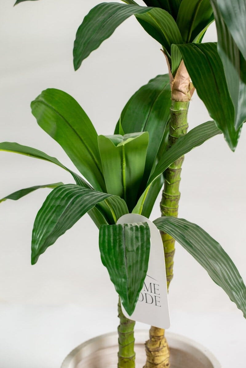 Dracaena Fragransificial Plant (Pot not included) Homekode