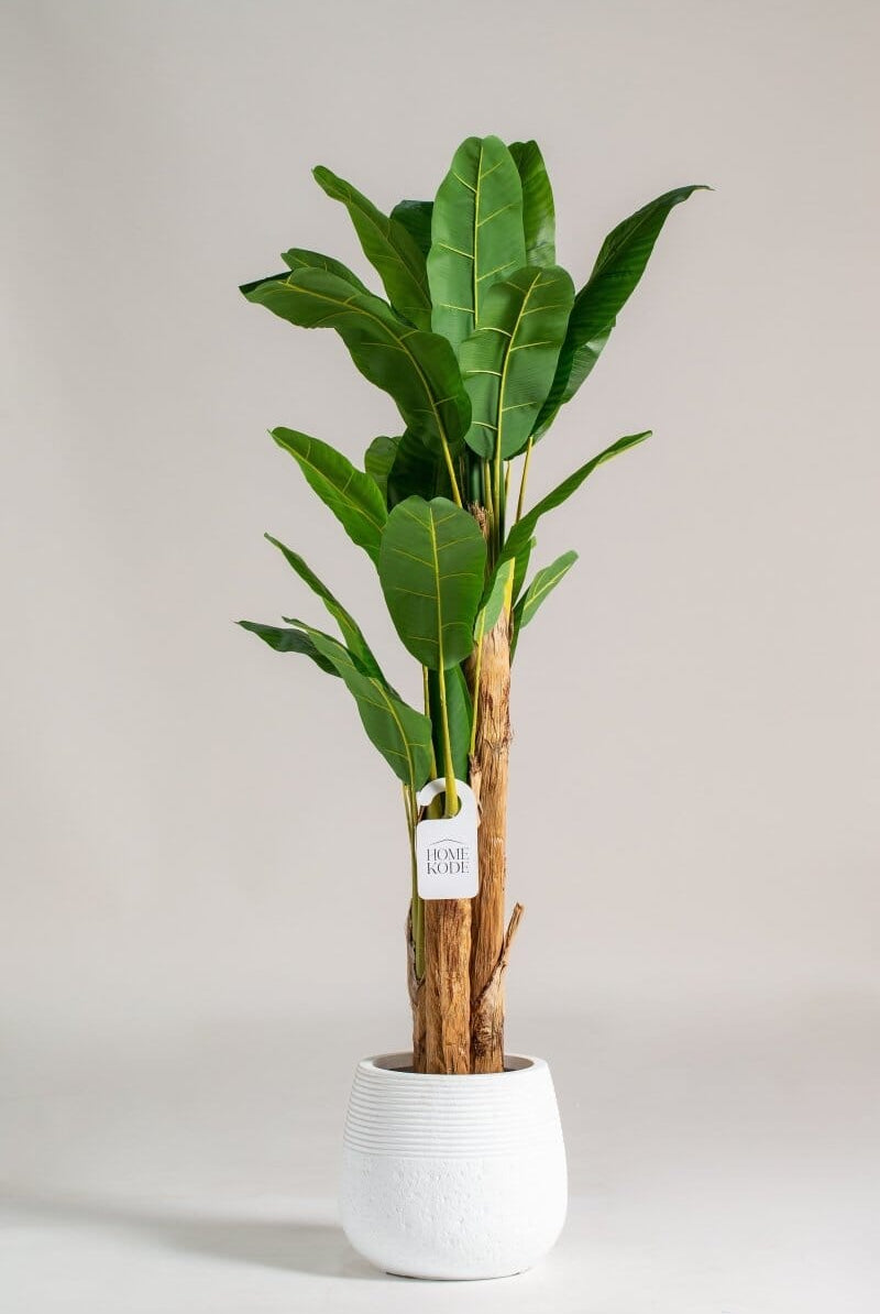 Musa Ornata Artificial Plant