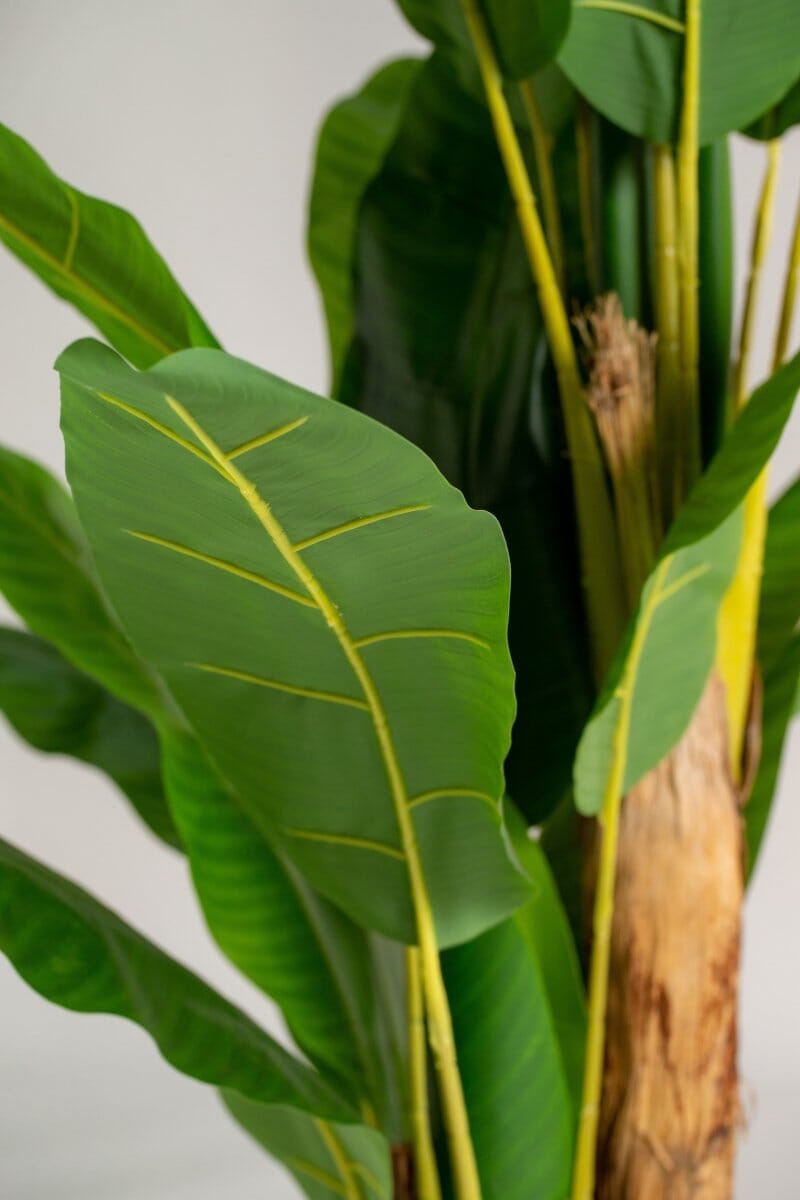 Musa Ornataificial Plant (Pot not included) Homekode