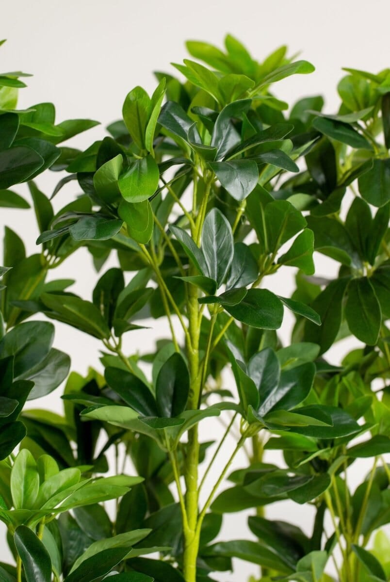 Schefflera Pottedificial Plants (Pot not Included) Homekode