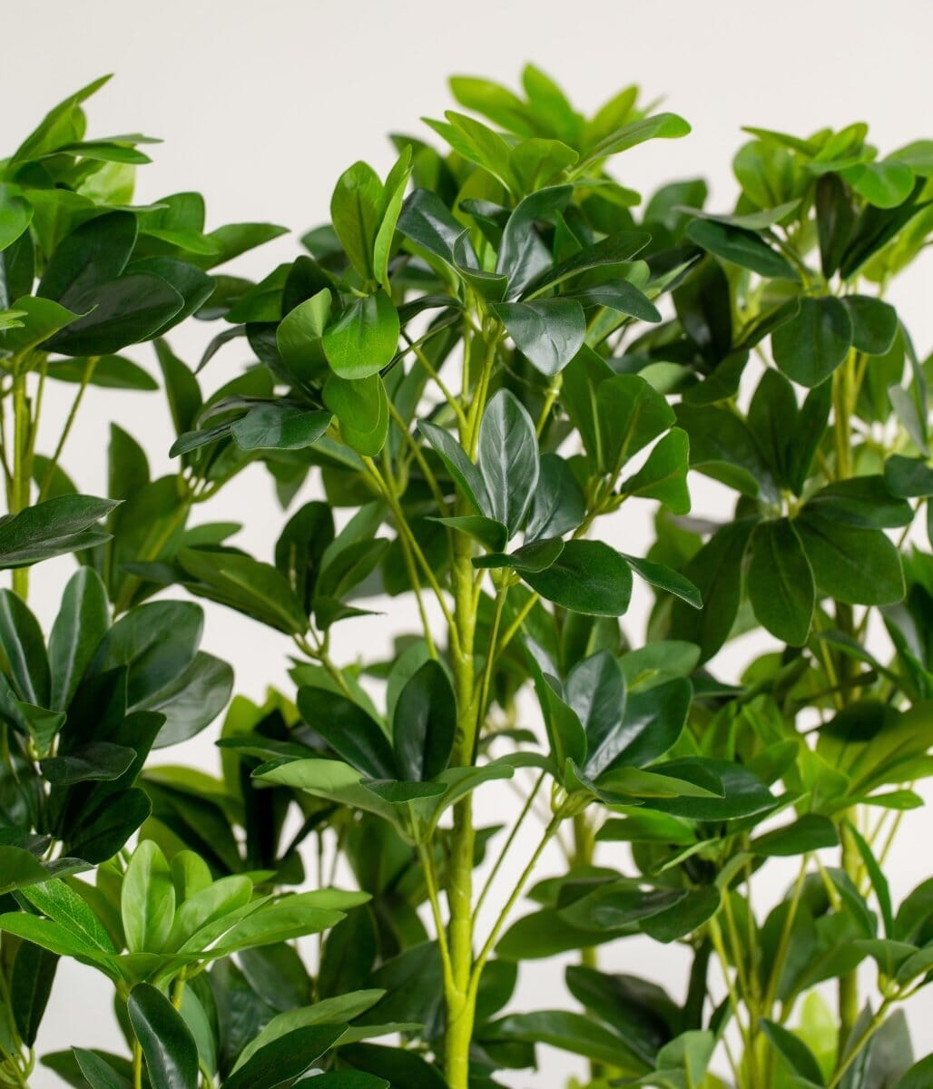 Schefflera Pottedificial Plants (Pot not Included) Homekode