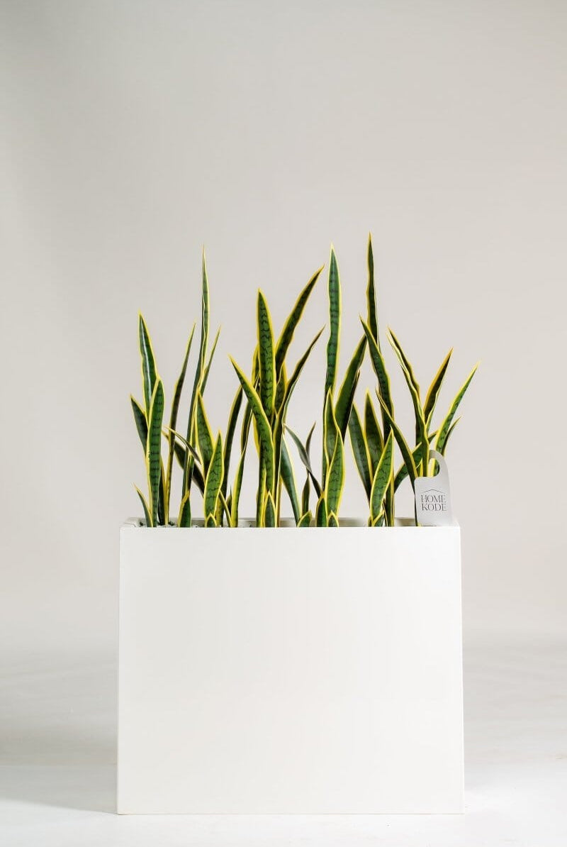 Dracaena Trifasciata Artificial Plant