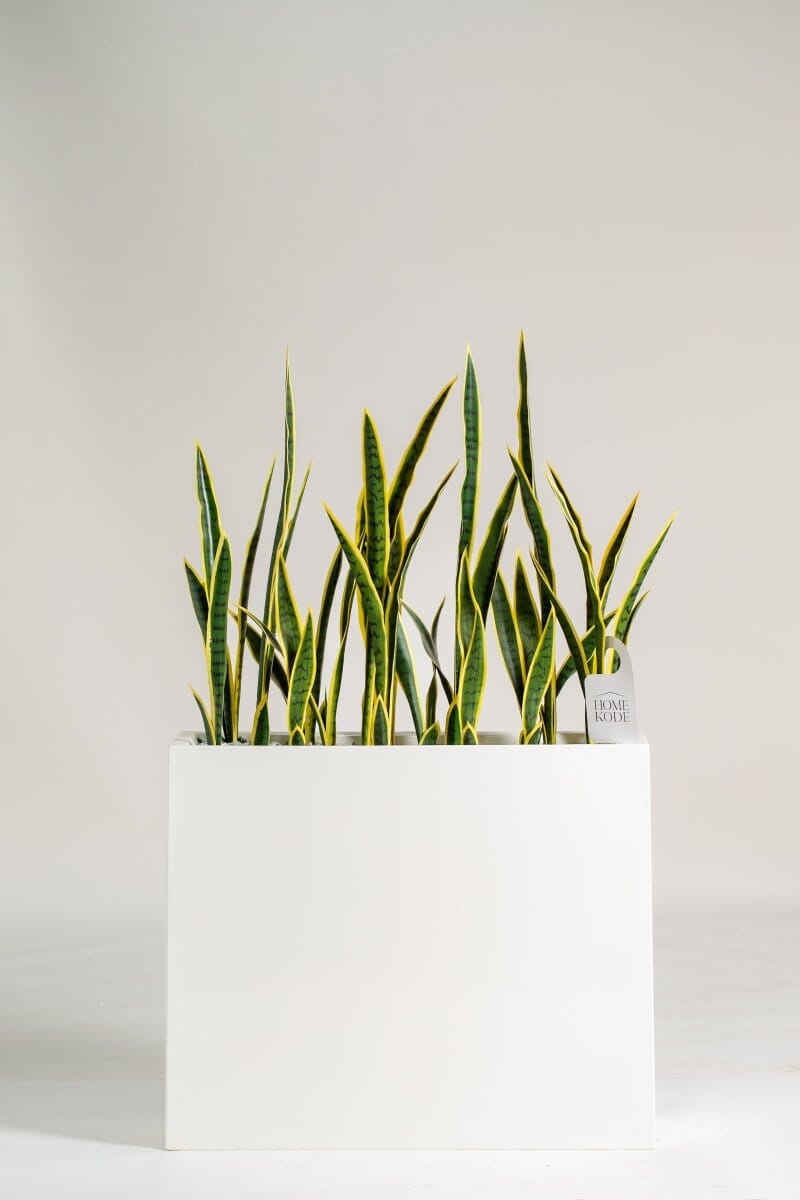 Dracaena Trifasciata Artificial Plant