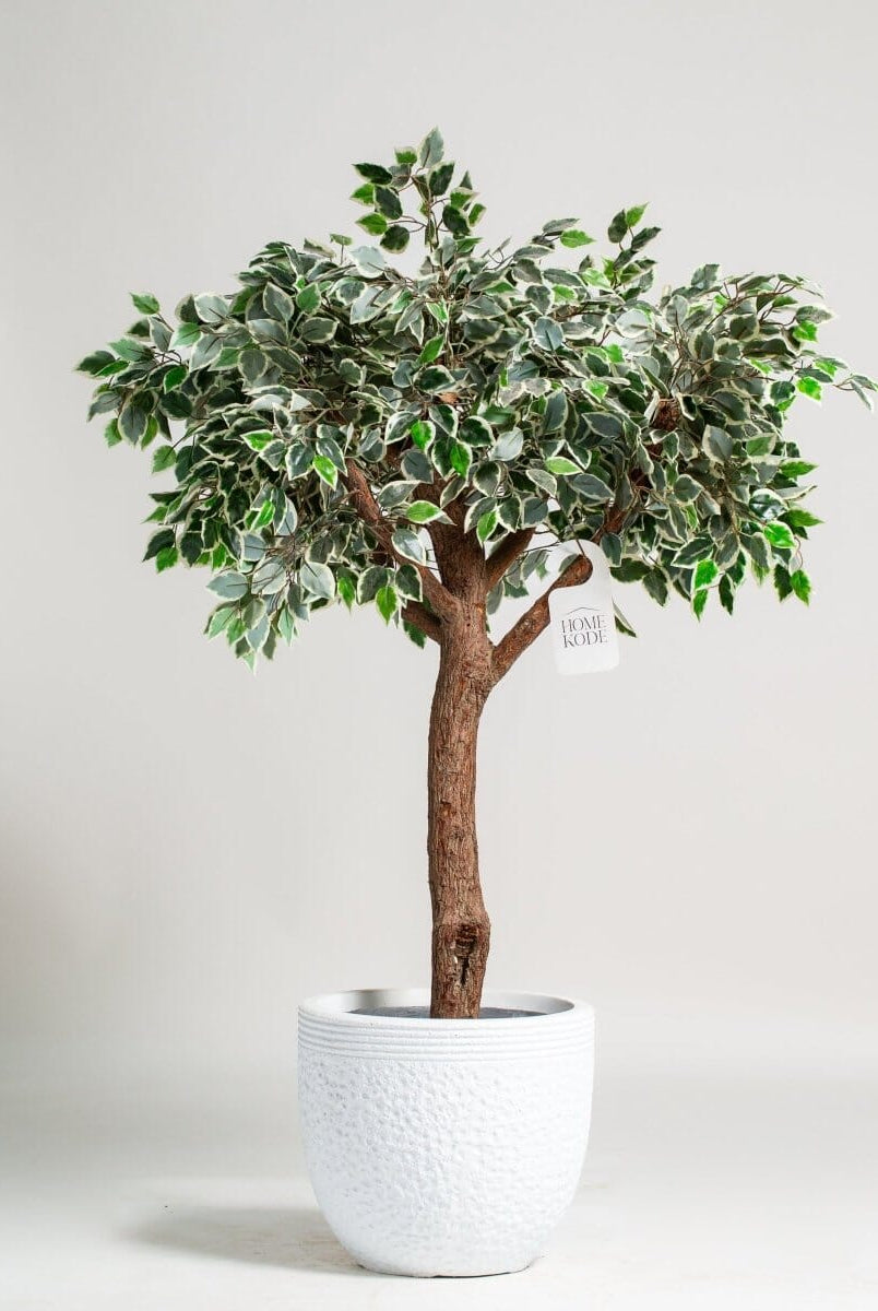 Ficus Tree