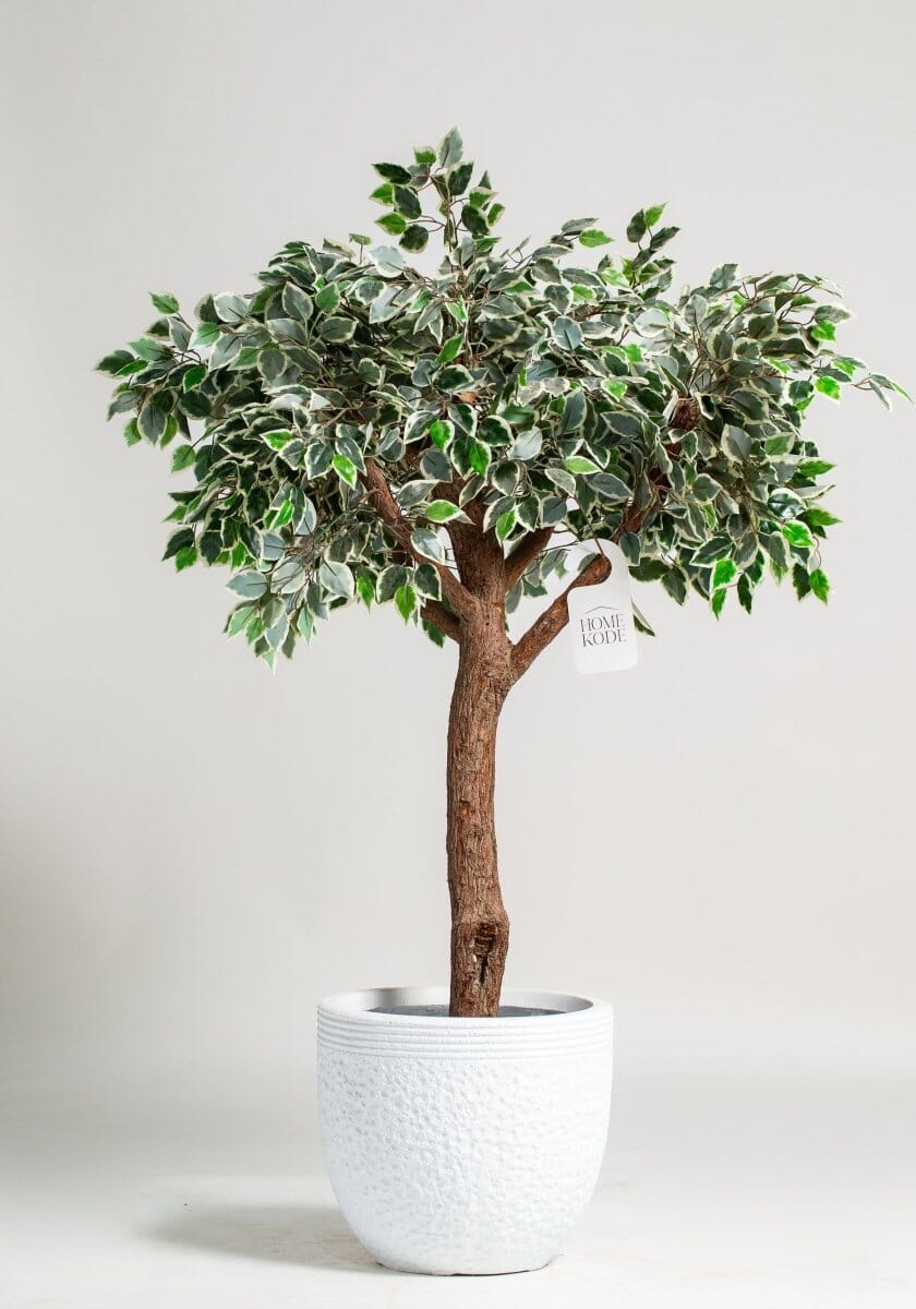 Ficus Tree