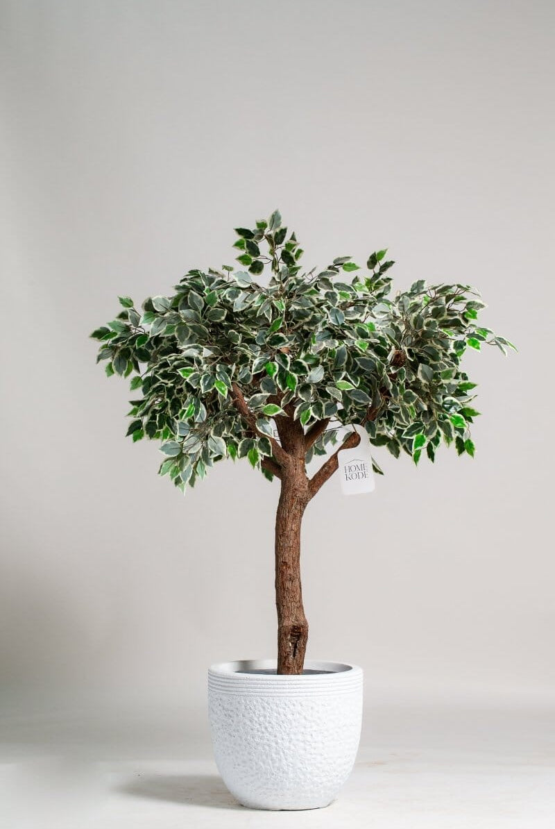 Ficus Tree (3 Sizes) Homekode