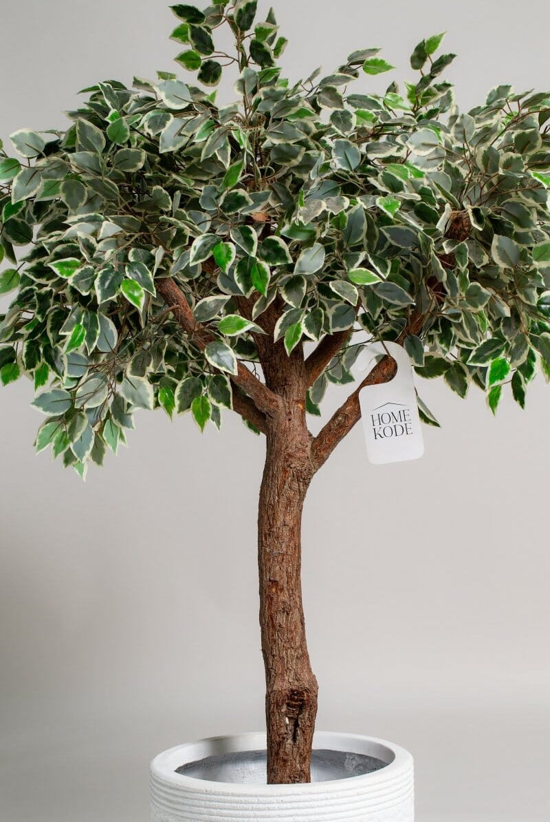 Ficus Tree (3 Sizes) Homekode