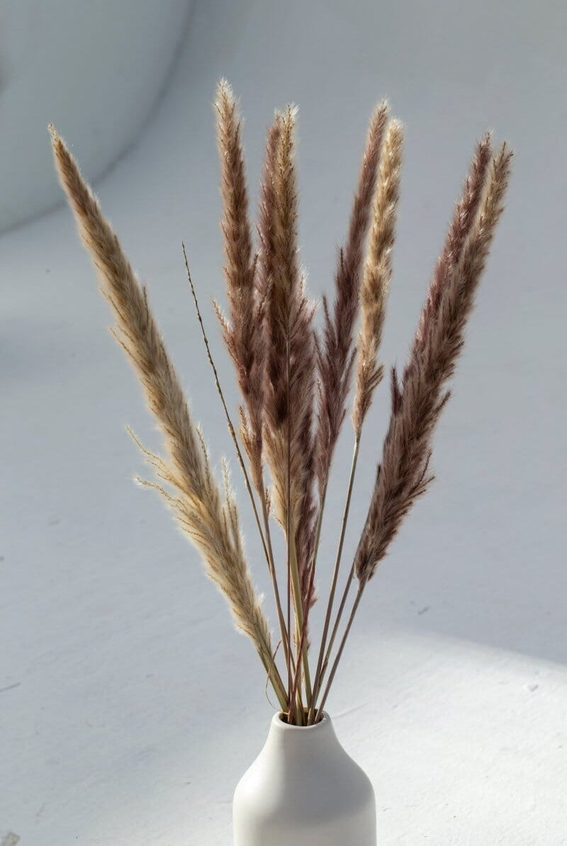 Brown Dried Pampas (10 stems)