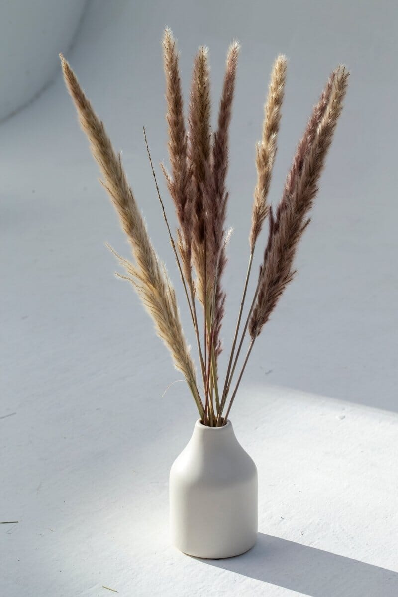 Brown Dried Pampas (10 stems) Homekode