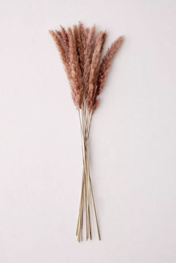 Dried Fountain Grass Bunch