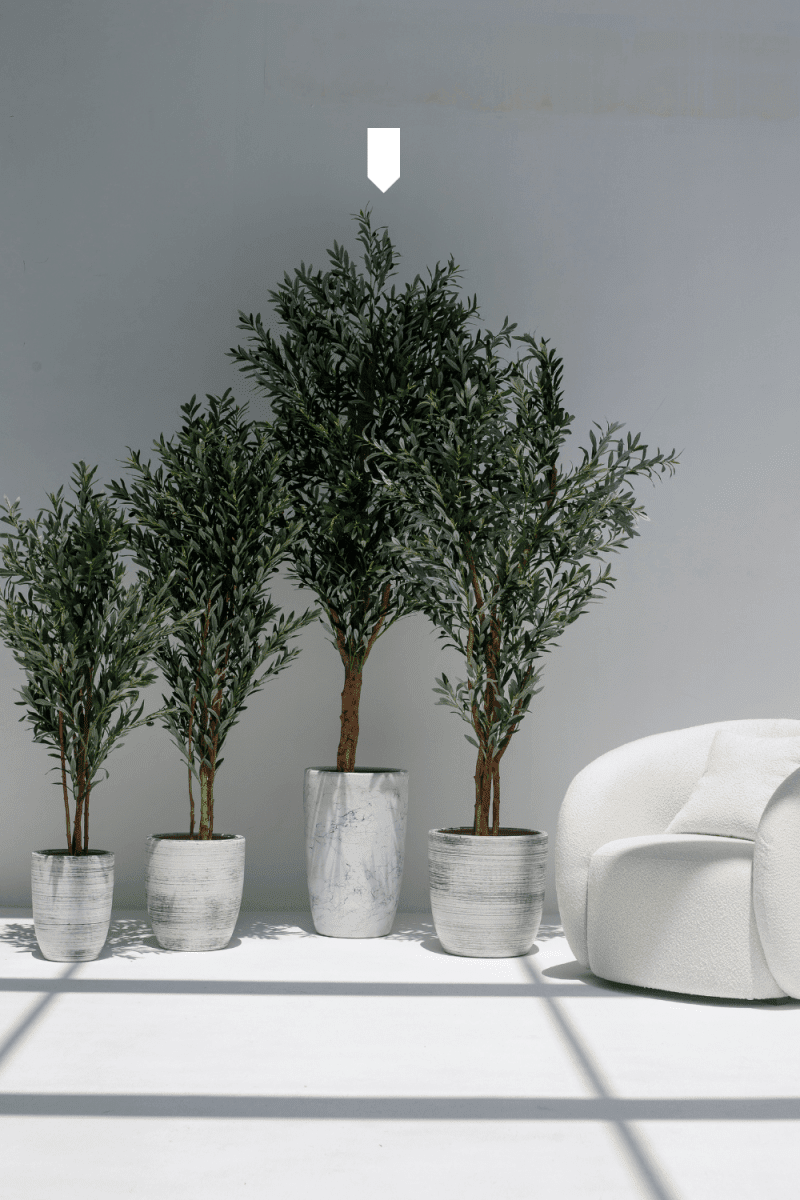 Artificial Olive Tree with Natural Wood Trunk 250CM (POT NOT INCLUDED)