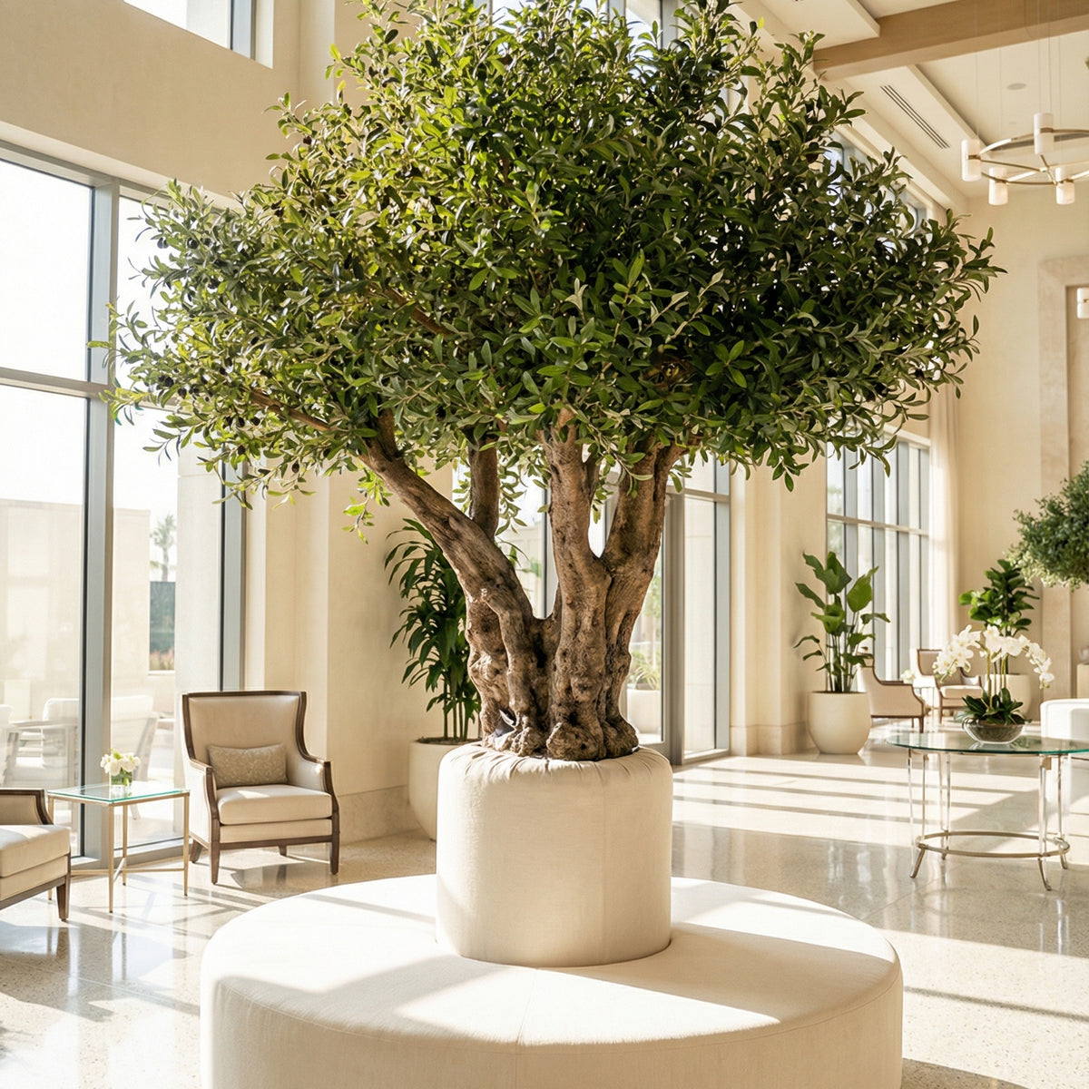 Olive Tree for Calm Architectural Spaces – Homekode