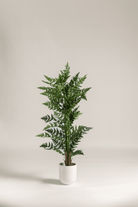 Dicksonia Antarctica Artificial Plant