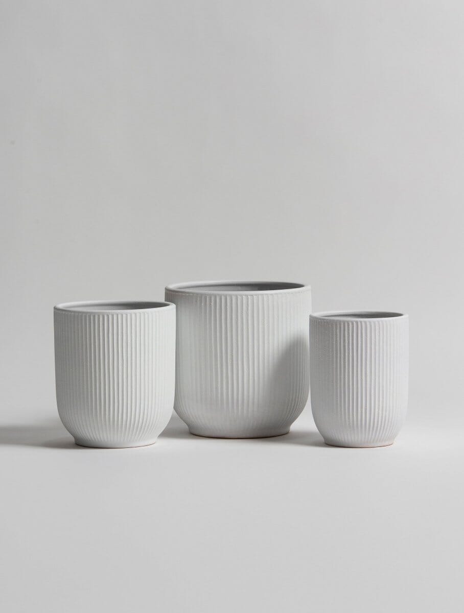 White Crest Ceramic Pot