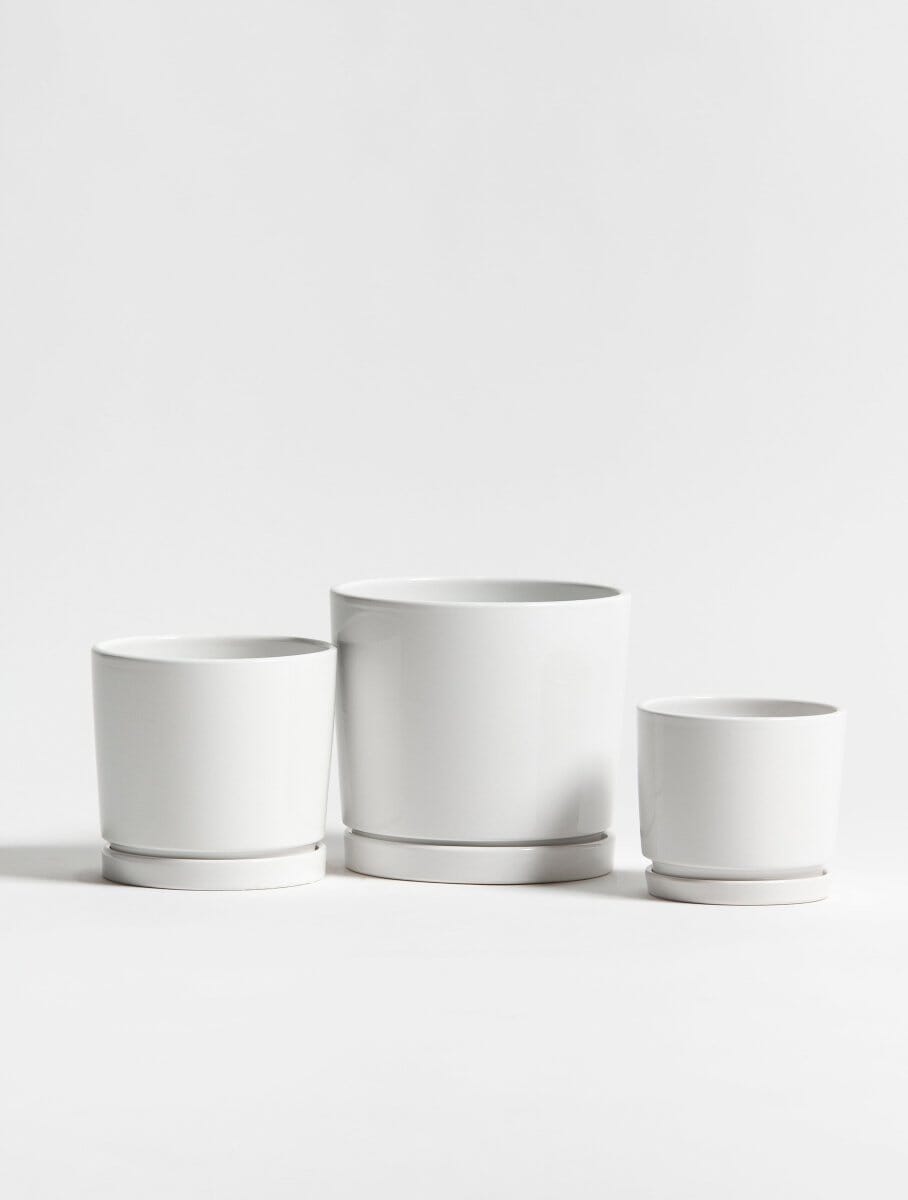 Ivory Shine Ceramic Pot