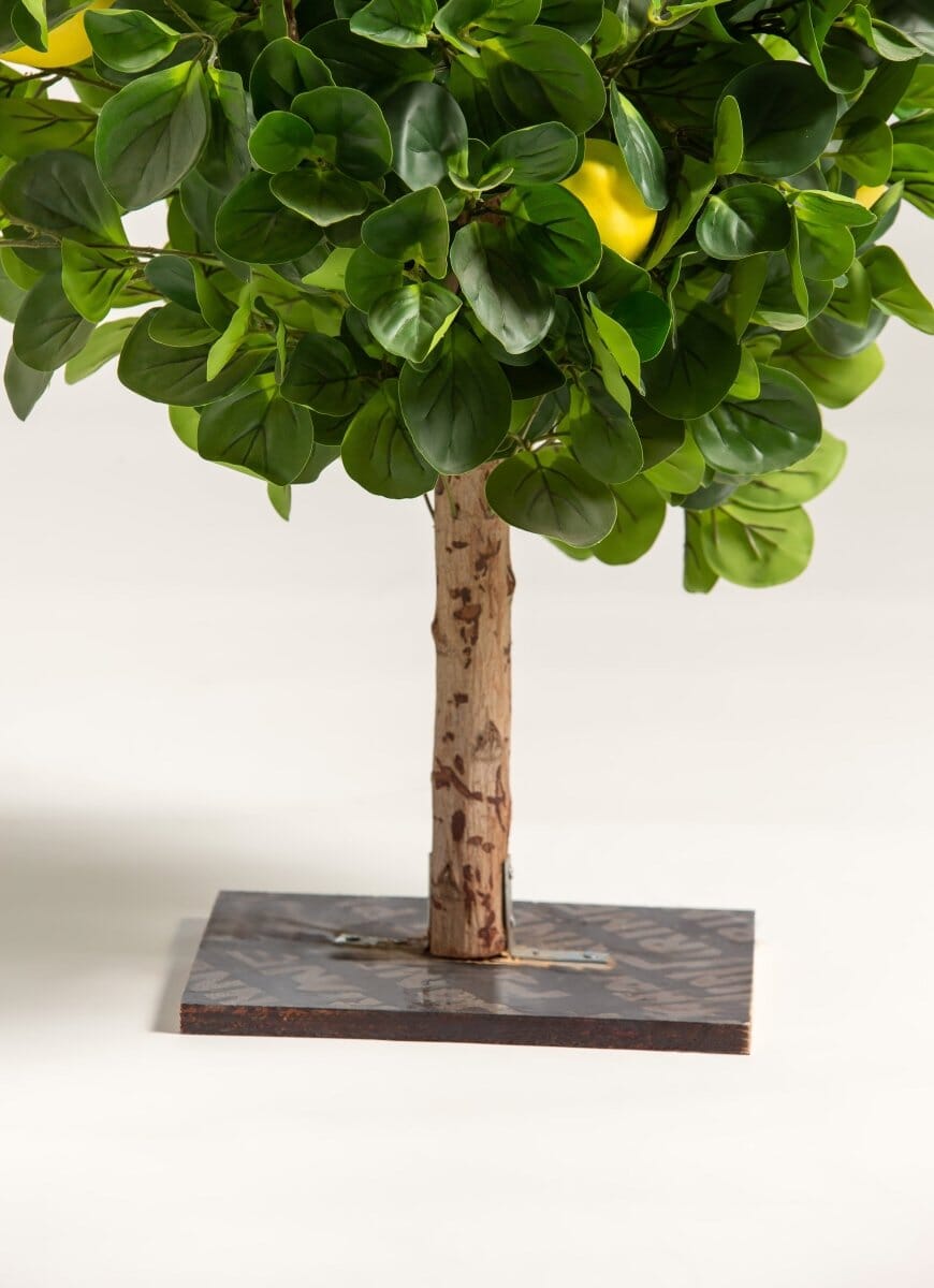 Citrus Limonificial Plant (3 Sizes)(Pot not included)