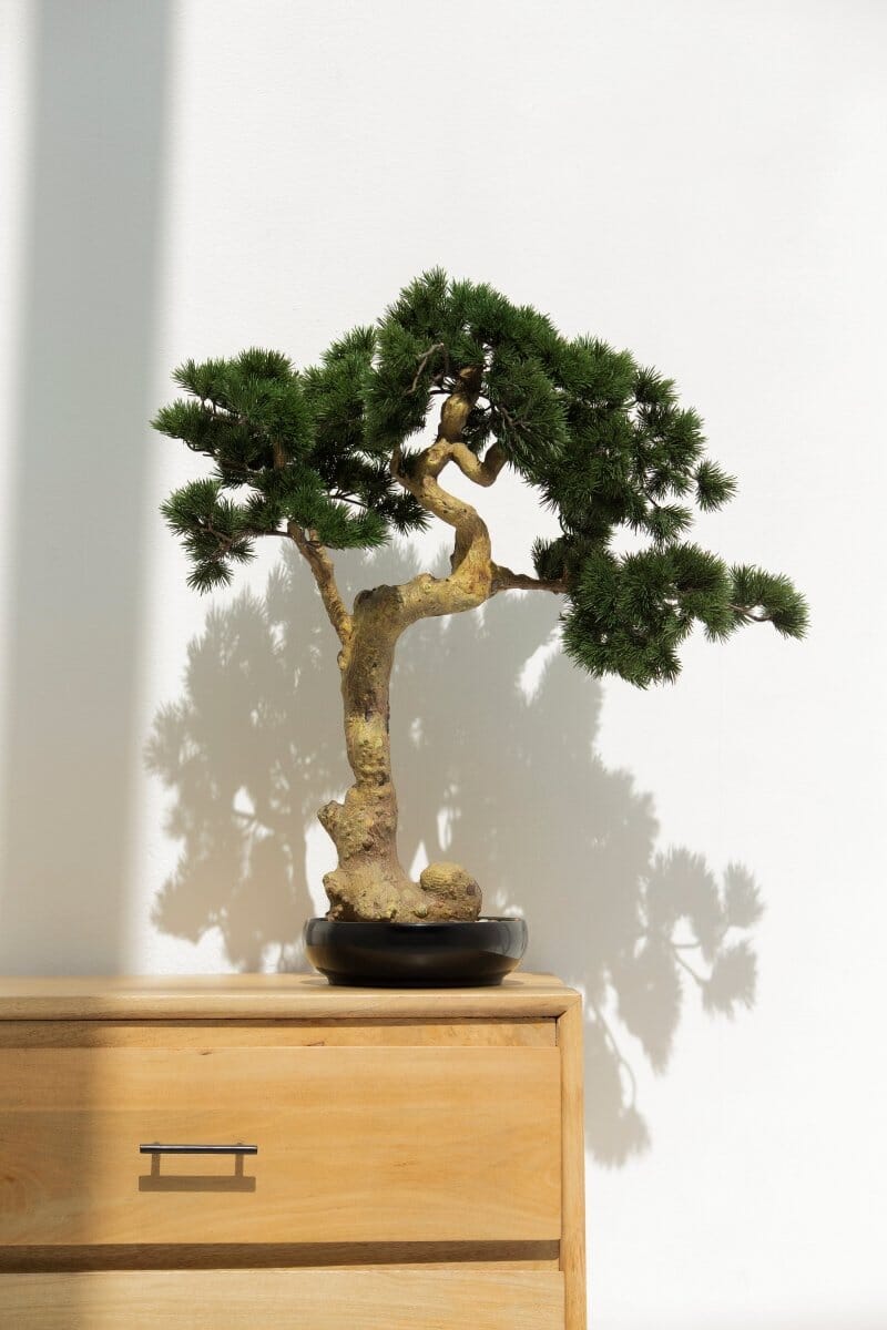 Pinus Mugo Bonsai Artificial Plant