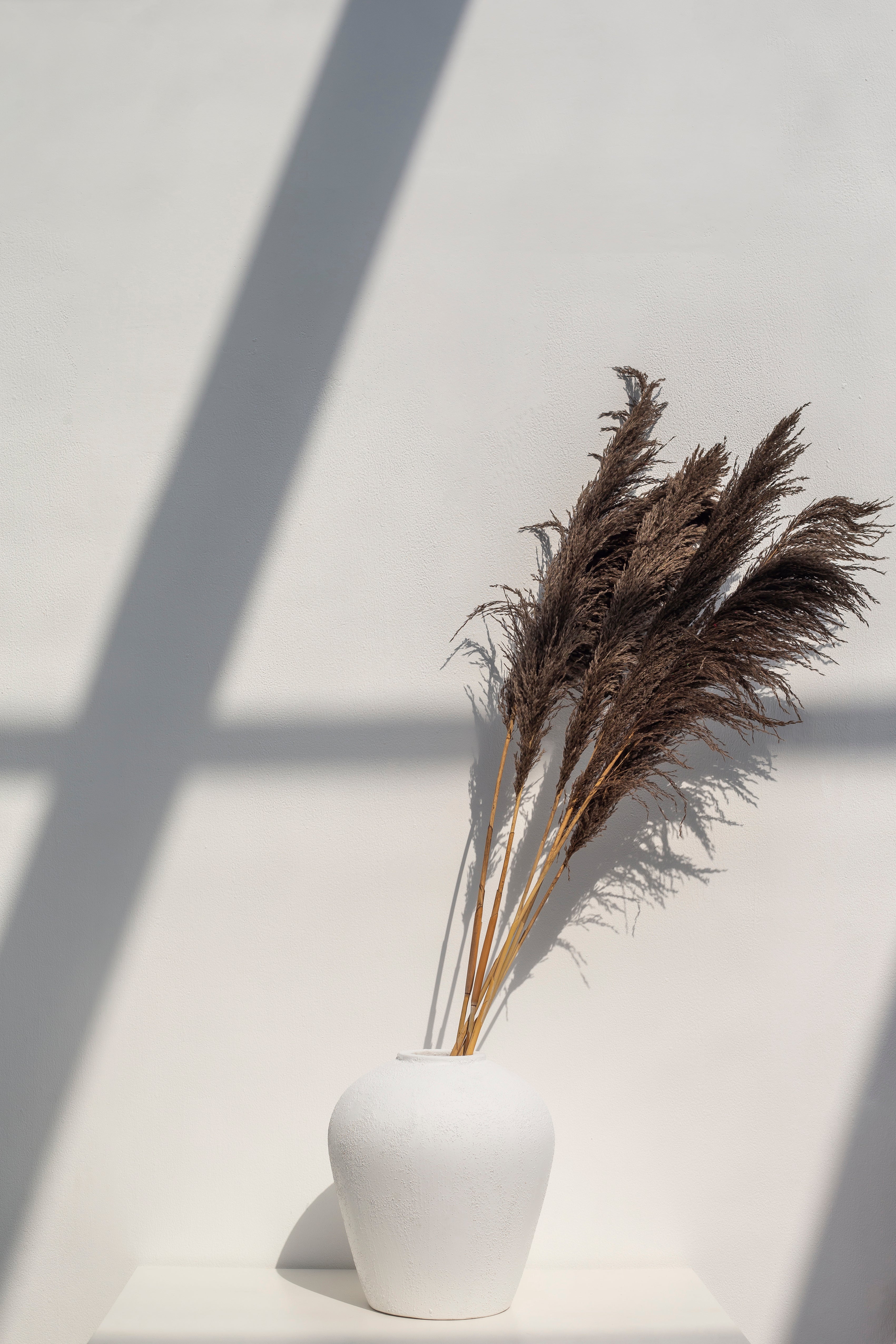Long Dried Flower Brown Pampas (5 stems)