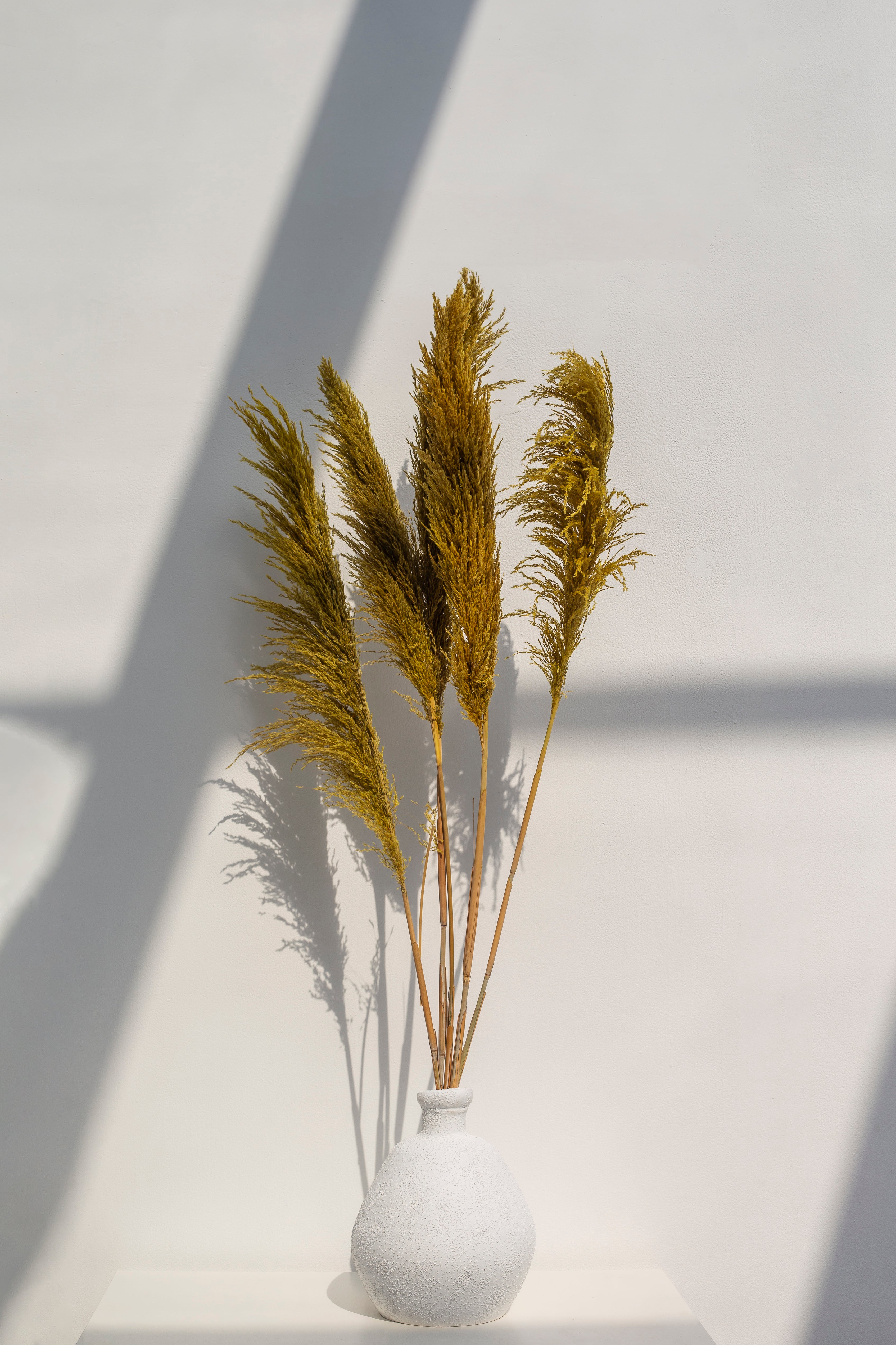 Long Dried Flower Golden Pampas (5 stems)