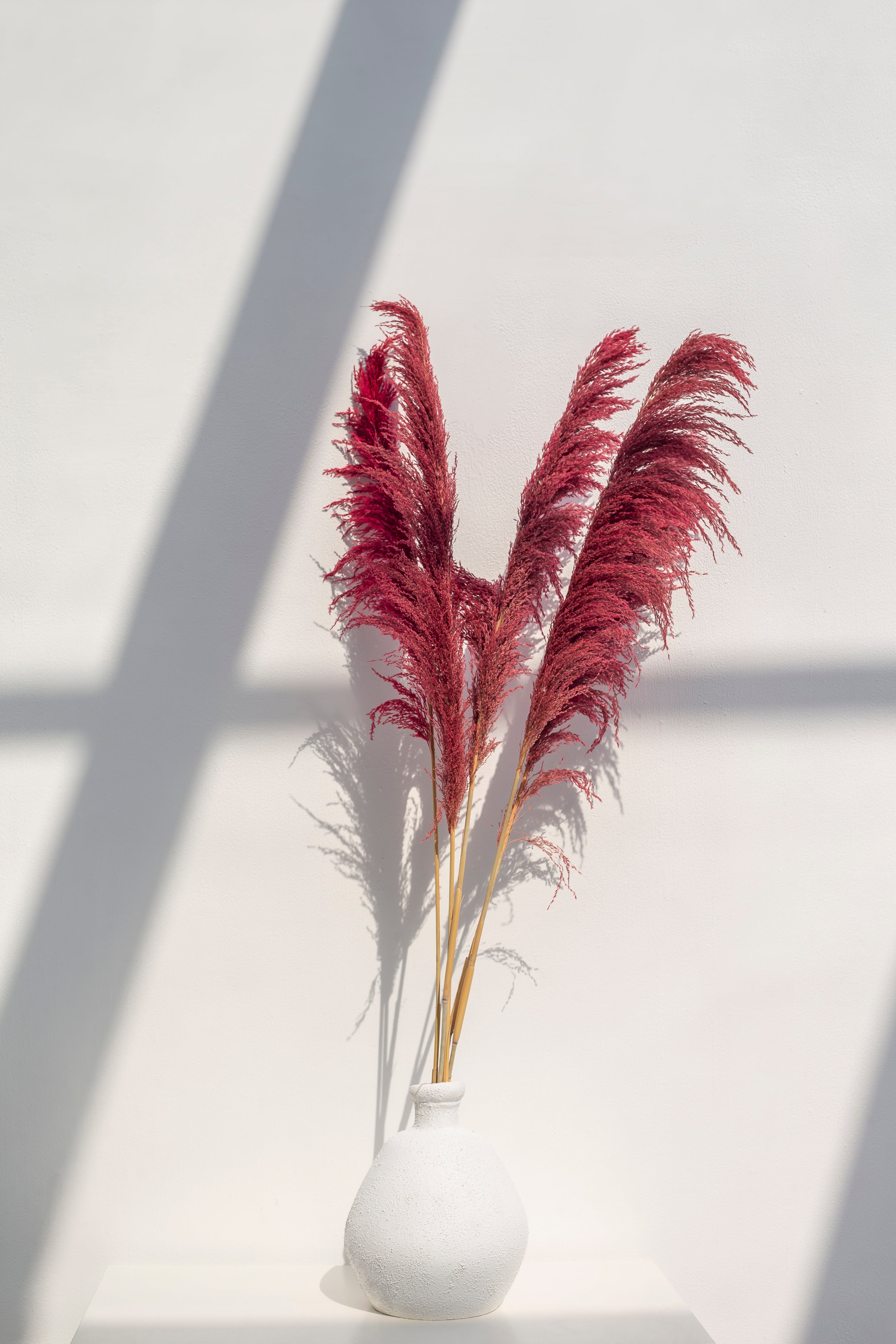 Long Dried Flower Crimson Pampas (5 stems)