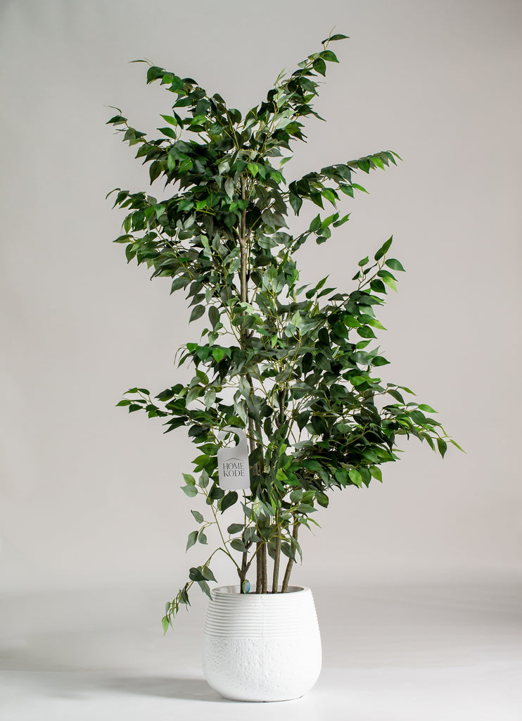 Italian Ruscus Plant (Pot not included) Homekode 