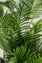 Areca Palmificial Plant (Pot not included) Homekode 