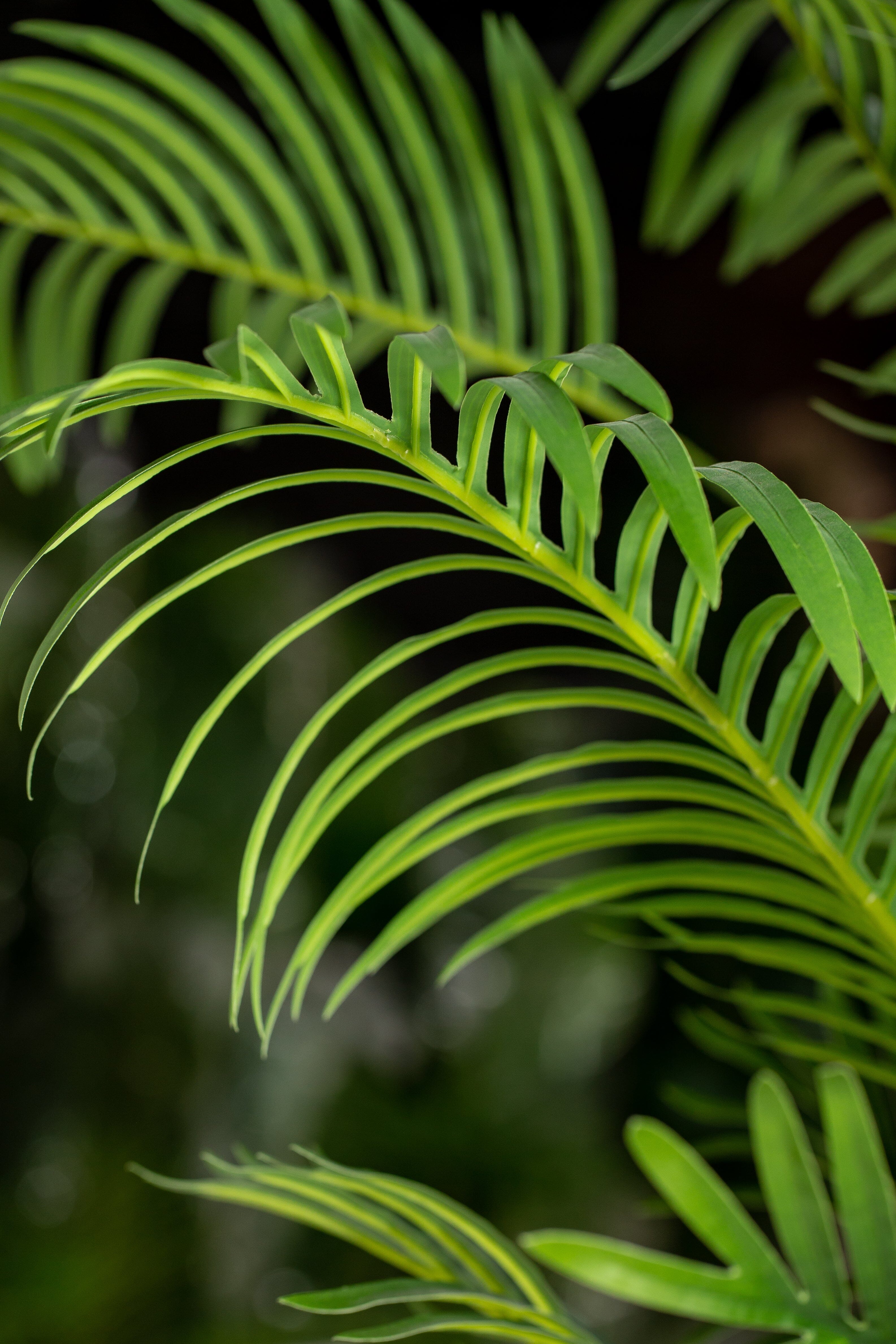 Areca Palmificial Plant (Pot not included) Homekode 