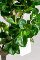 Ficus Tree (Pot not included) Homekode 