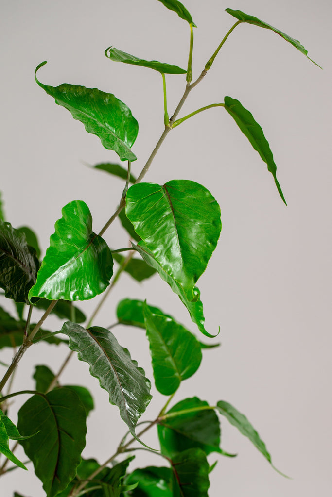 Artificial Ficus Benjamin Plant (Pot not included) Homekode 