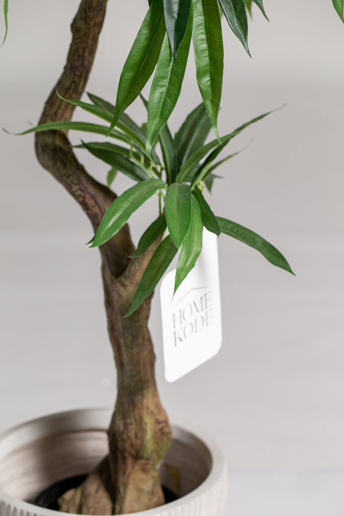 Ficus Plant (Pot not included) Homekode 
