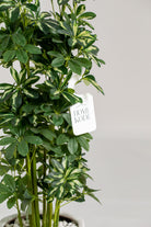 Schefflera Artificial Plant (Pot not included) Homekode 