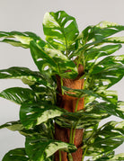 Monsteraificial Long Plant (Pot not included) Homekode 