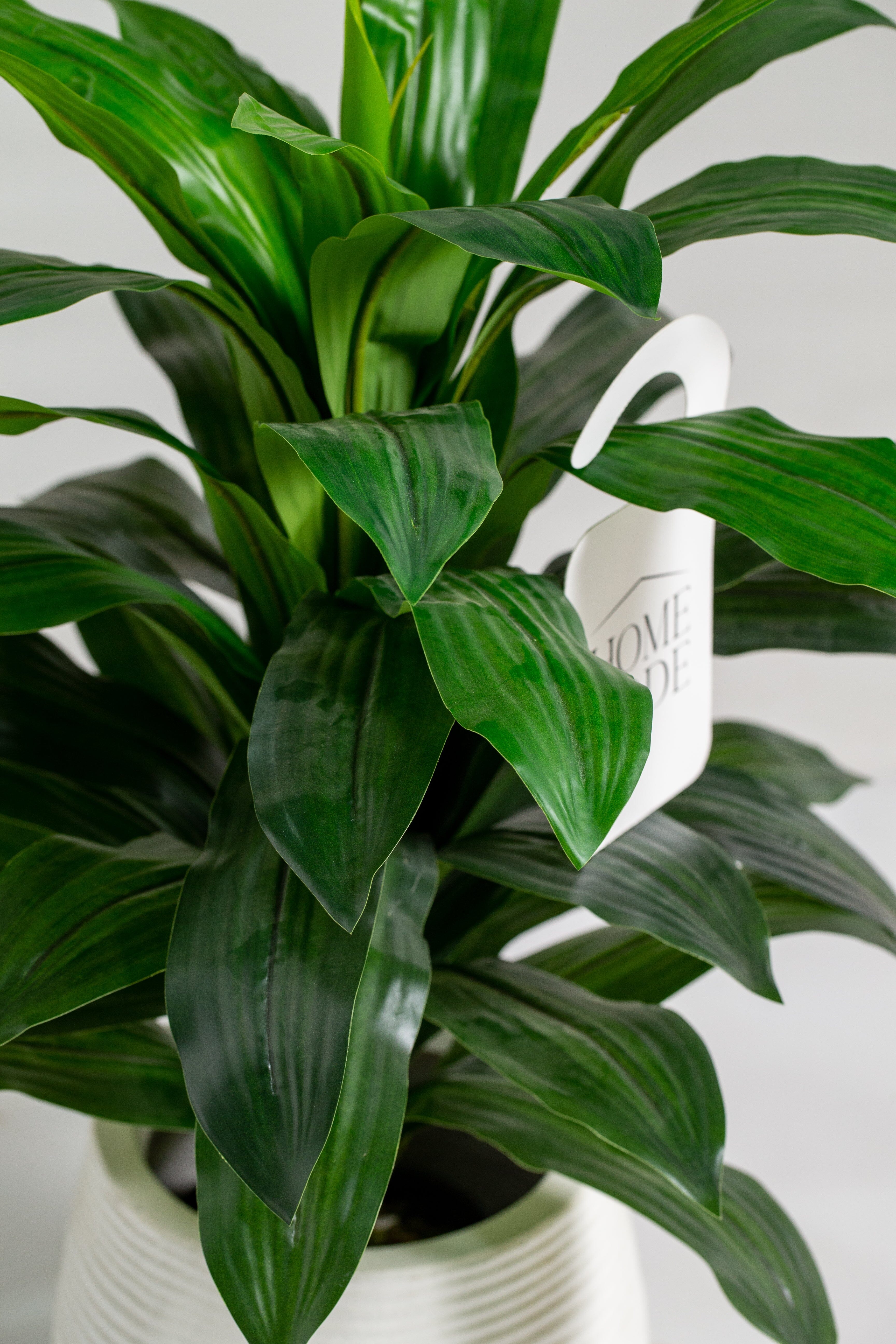 Dracaena Greenificial Plant (Pot not included) Homekode 