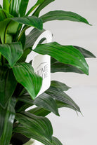 Dracaena Green Artificial Plant (Pot not included) Homekode 