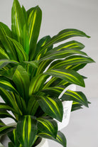 Dracaena Fragranceificial Plant (Pot not included) Homekode 