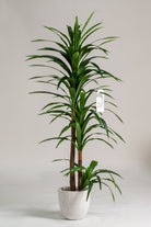 Dracaena Elegance Artificial Plant (Pot not included) Homekode 