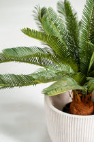 Cycasificial Plant (Pot Not Included) Homekode 