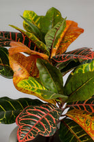 Garden Croton Artificial Plant (Pot not included) Homekode 