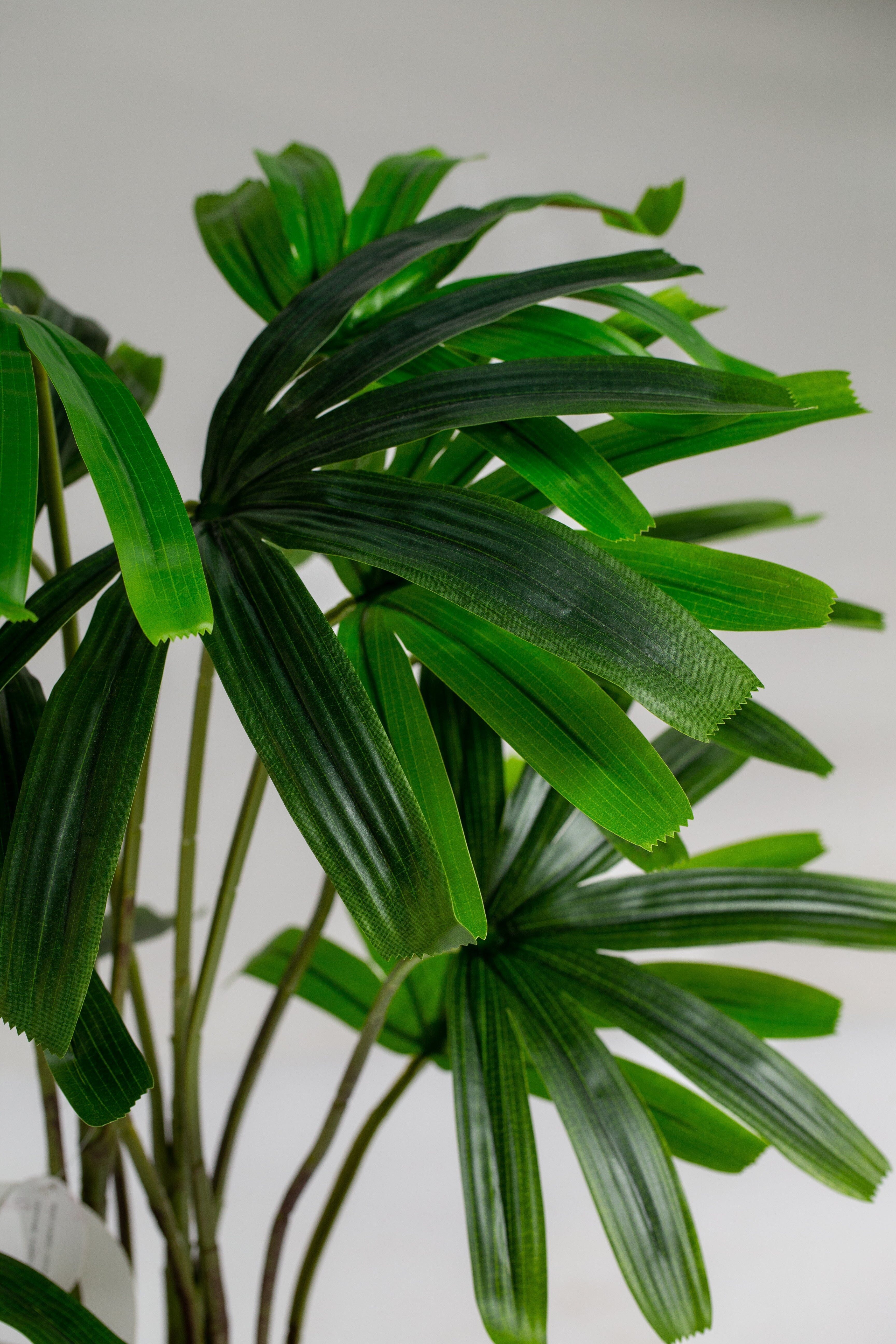 Broadleaf lady palmificial Plant (Pot not included) Homekode 