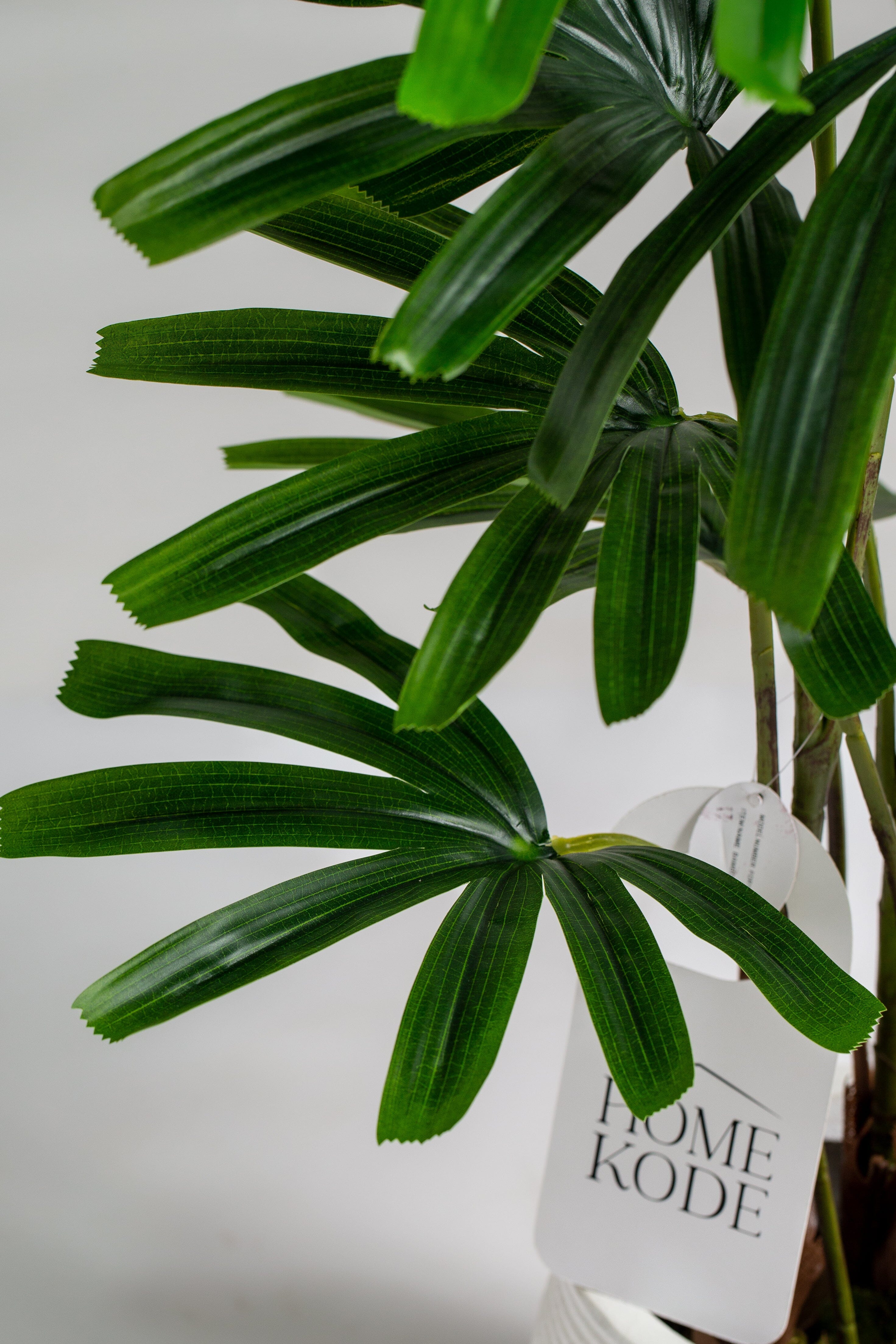 Broadleaf lady palmificial Plant (Pot not included) Homekode 