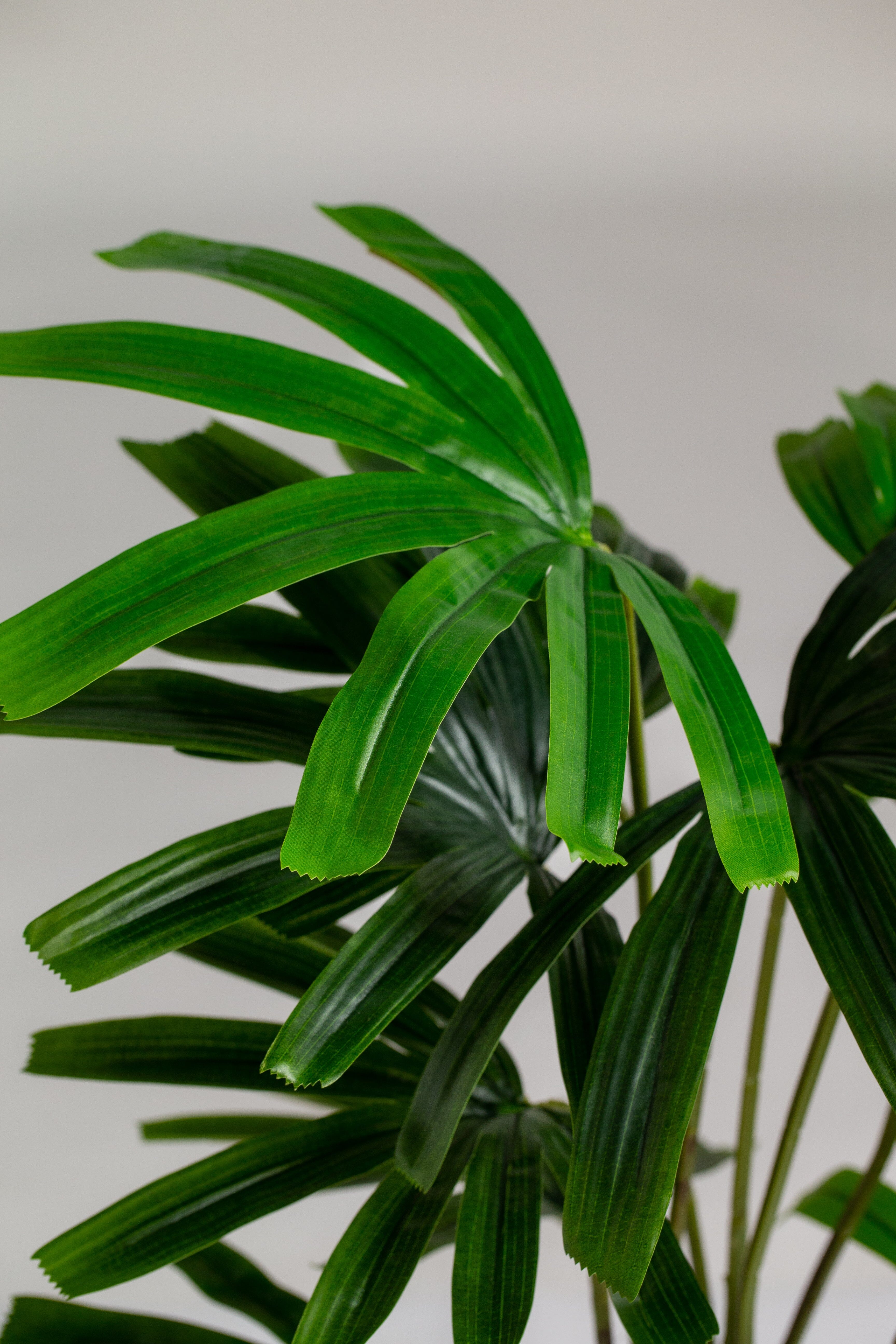 Broadleaf lady palmificial Plant (Pot not included) Homekode 