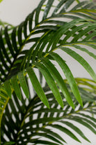 Areca Palmificial Plant (Pot not included) Homekode 