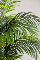 Areca Palmificial Plant (Pot not included) Homekode 