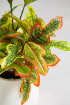 Orange Croton Artificial Plant (Pot not included) Homekode 