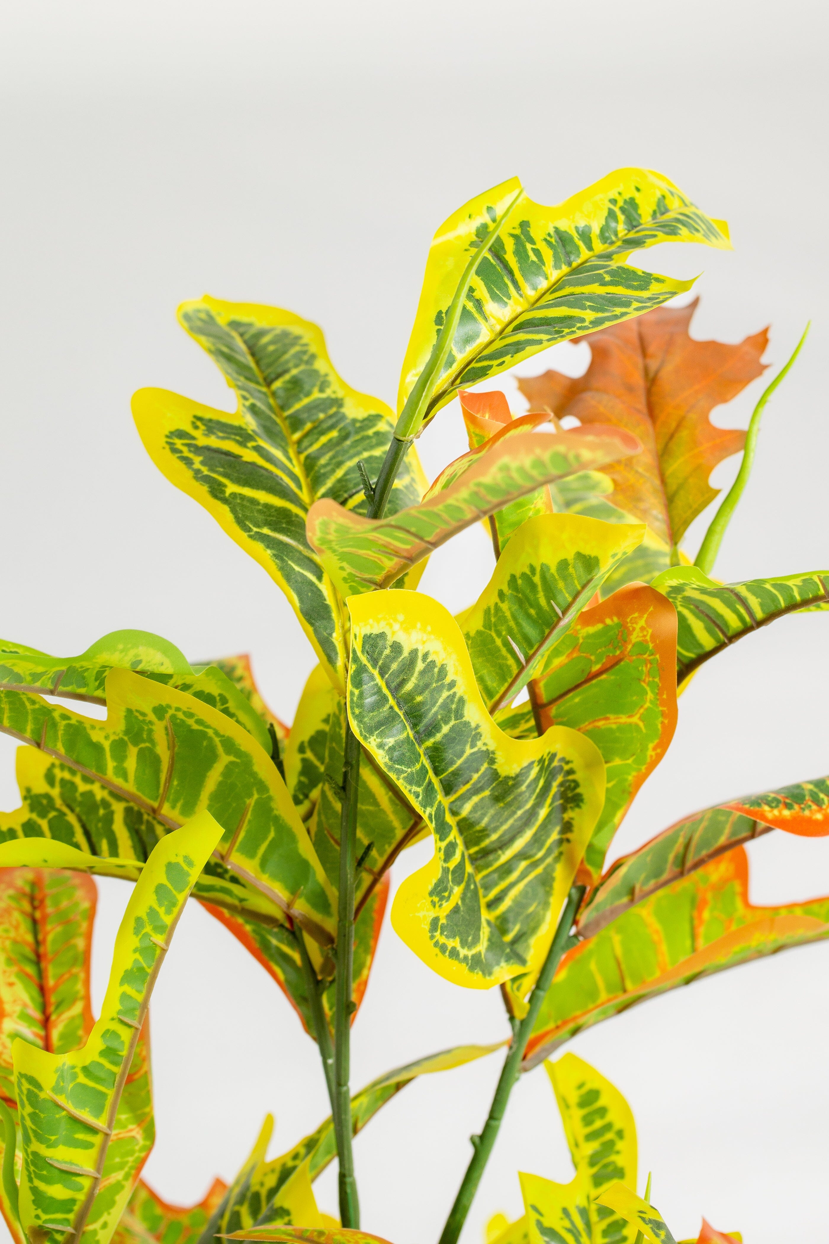 Orange Crotonificial Plant (Pot not included) Homekode 