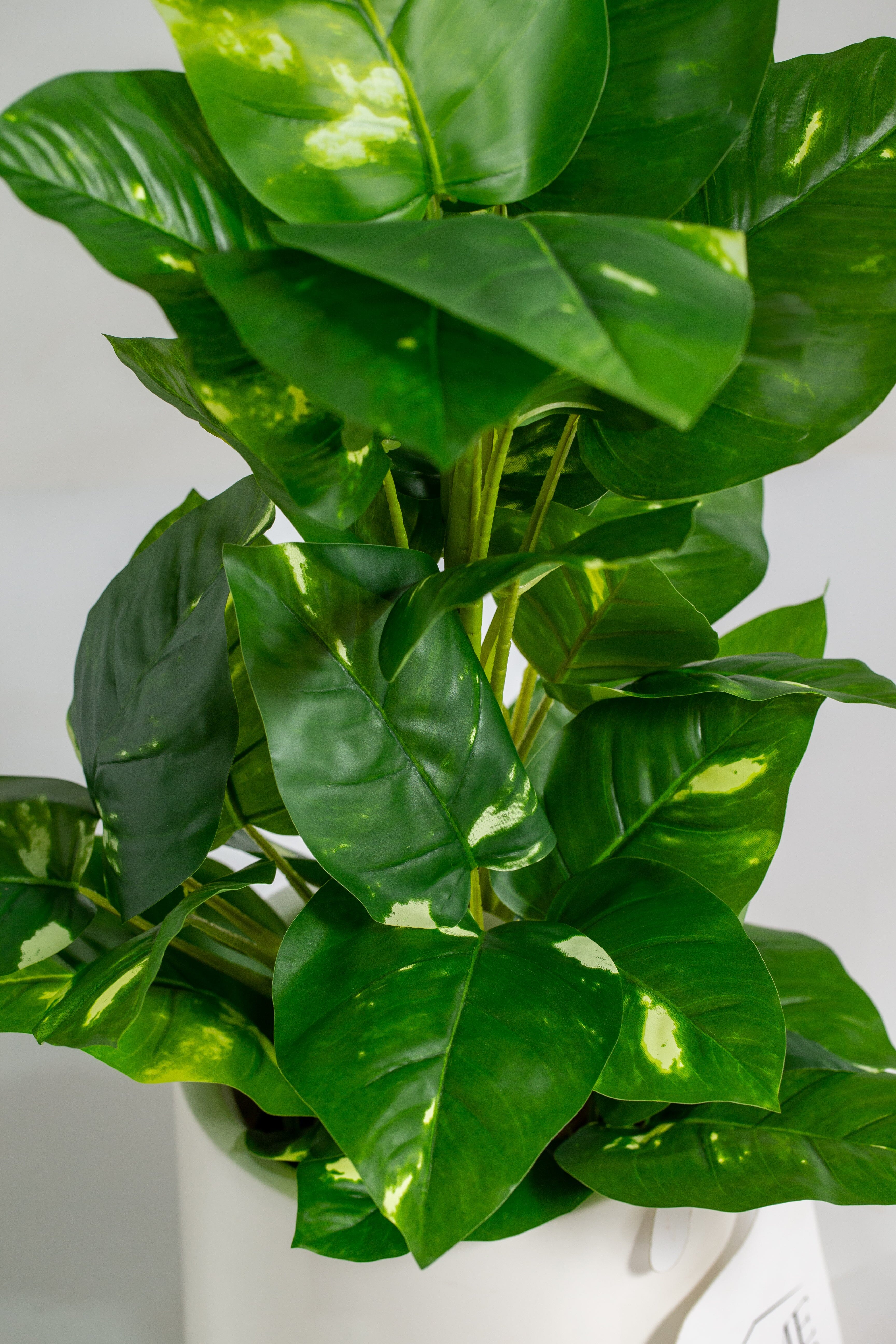 Epipremnum Pinnatumificial Plant (Pot not included) Homekode 