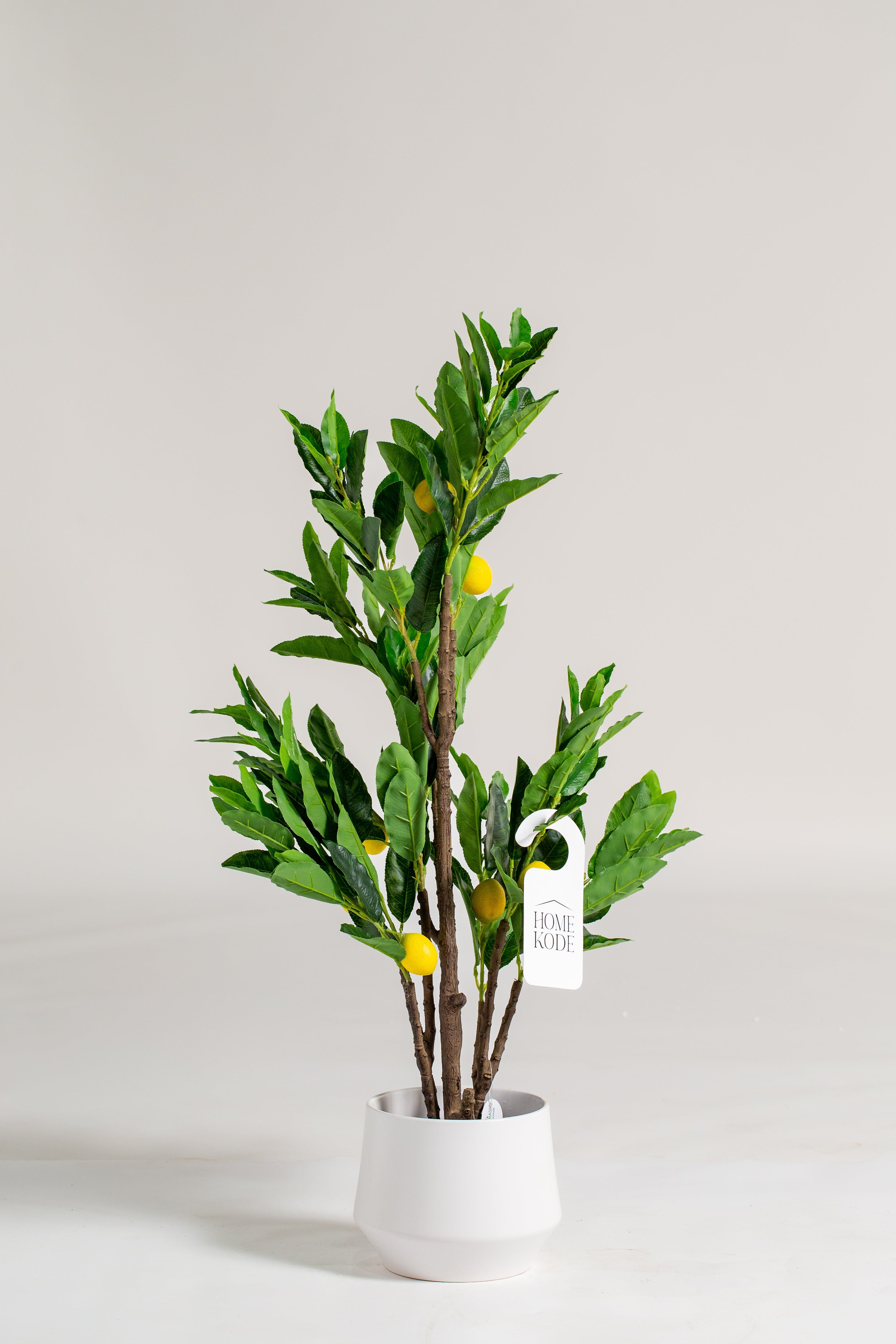 Lemonificial Plant (Pot not included) Homekode 